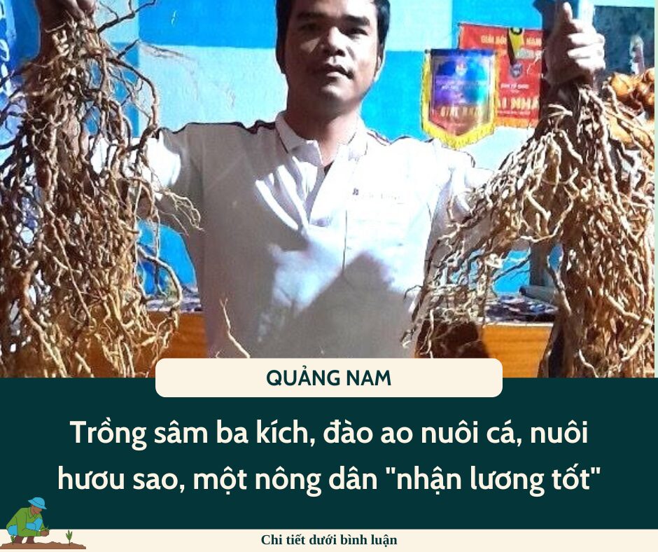 Trồng sâm ba kích, đào ao nuôi cá, nuôi hươu sao, một nông dân vùng rừng Quảng Nam “nhận lương tốt”