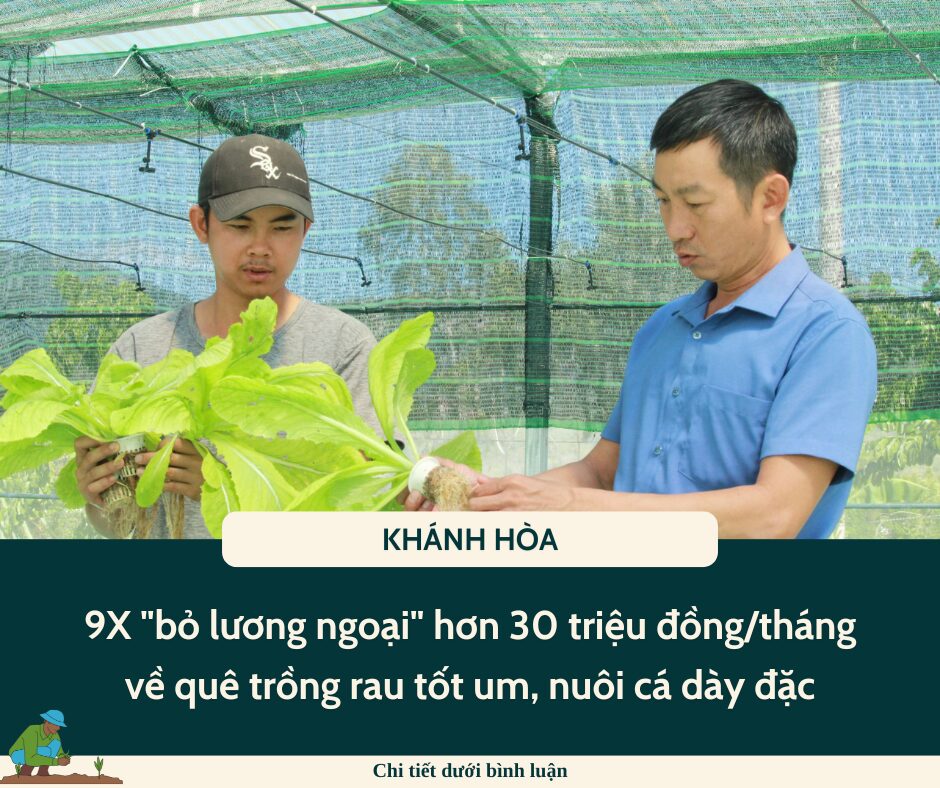 9X Khánh Hòa “bỏ lương ngoại” hơn 30 triệu đồng/tháng về quê trồng rau tốt um, nuôi cá dày đặc