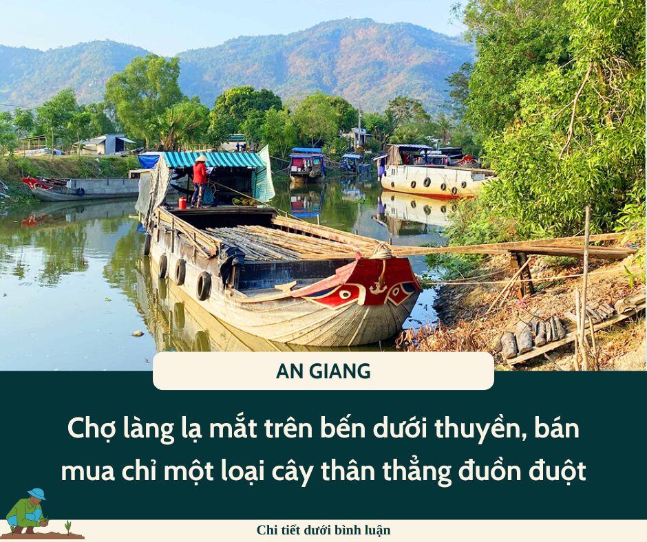 Chợ làng lạ mắt ở An Giang, trên bến dưới thuyền, bán mua chỉ một loại cây thân thẳng đuồn đuột