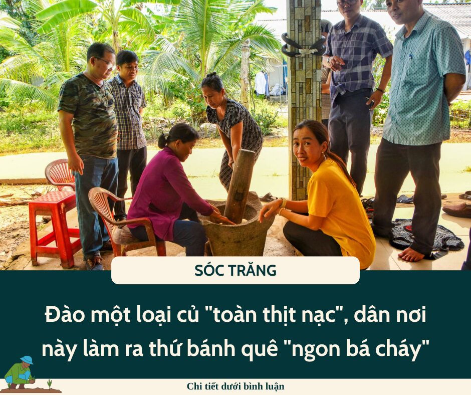 Đào một loại củ “toàn thịt nạc”, dân nơi này ở Sóc Trăng làm ra thứ bánh quê “ngon bá cháy”