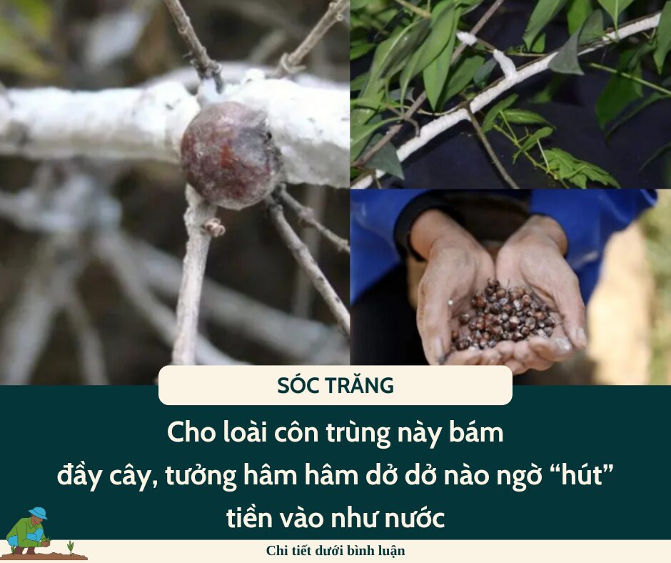 Cho loài côn trùng này bám đầy cây, tưởng hâm hâm dở dở nào ngờ “hút” tiền vào như nước