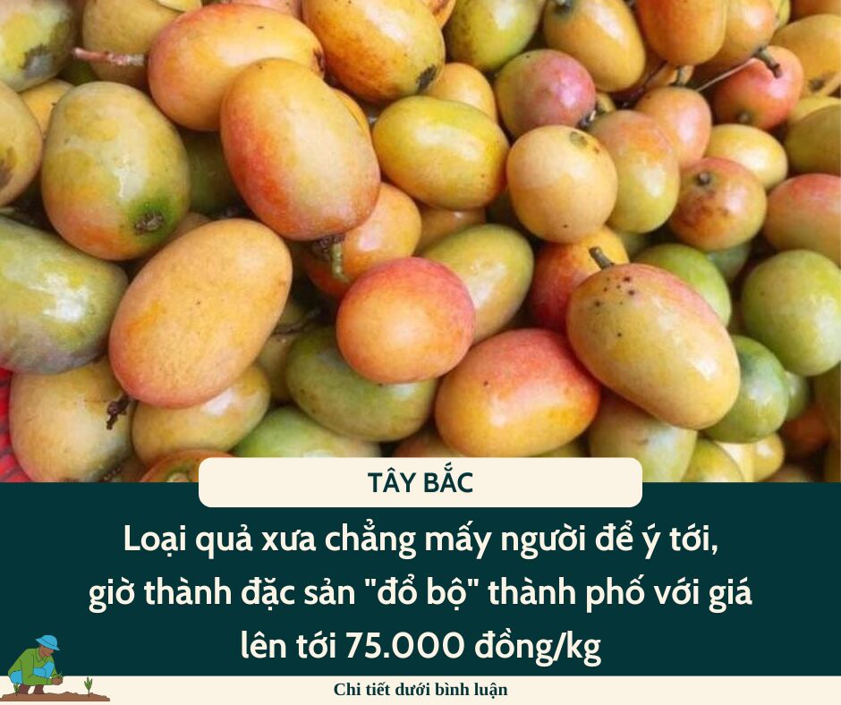 Loại quả xưa chẳng mấy người để ý tới, giờ thành đặc sản “đổ bộ” thành phố với giá lên tới 75.000 đồng/kg