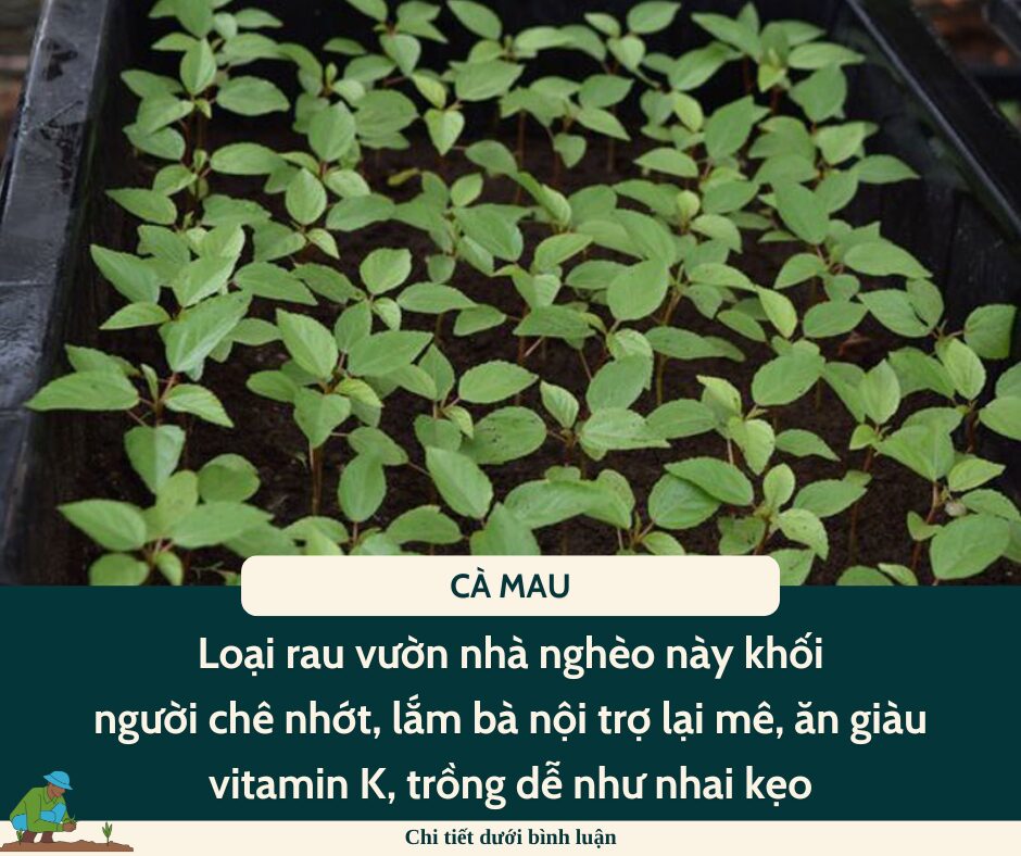 Loại rau vườn nhà nghèo này khối người chê nhớt, lắm bà nội trợ lại mê, ăn giàu vitamin K, trồng dễ như nhai kẹo