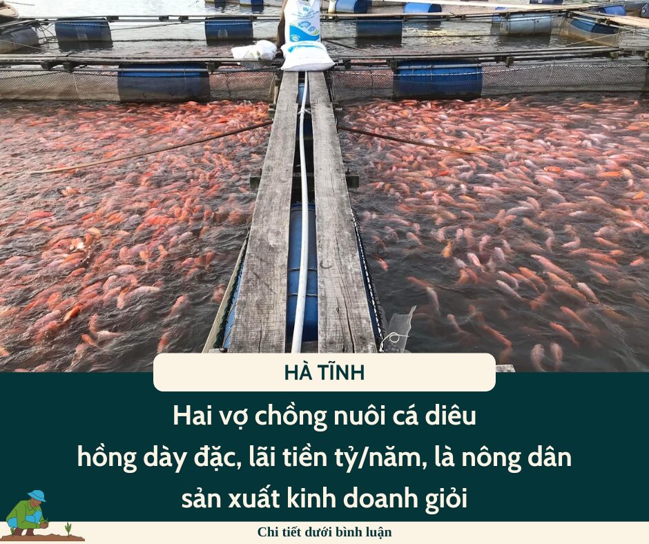 Hai vợ chồng ở Hà Tĩnh nuôi cá diêu hồng dày đặc, lãi tiền tỷ/năm, là nông dân sản xuất kinh doanh giỏi