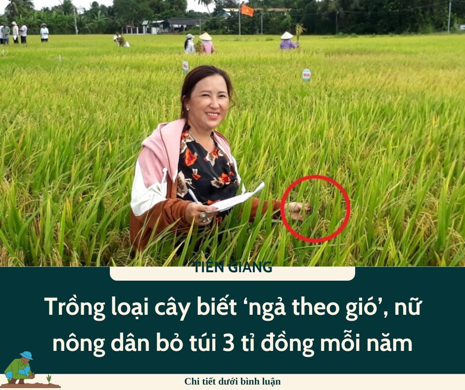 Trồng loại cây biết ‘ngả theo gió’, nữ nông dân Tiền Giang bỏ túi 3 tỉ đồng mỗi năm