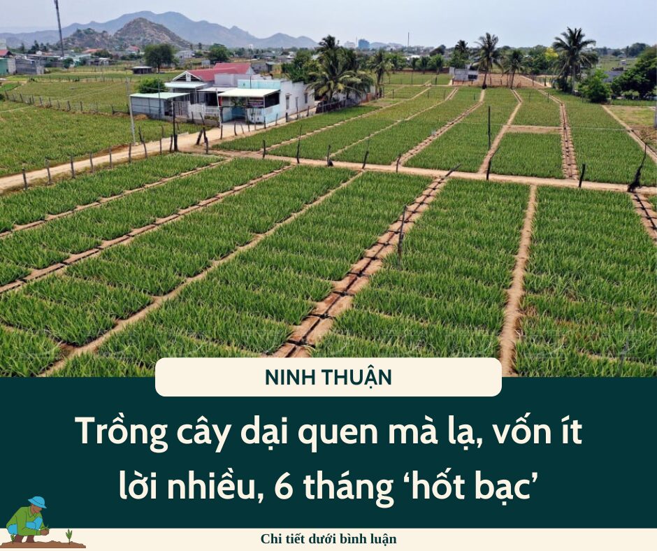 Nghề lạ ở Việt Nam: Trồng cây dại quen mà lạ, vốn ít lời nhiều, 6 tháng ‘hốt bạc’