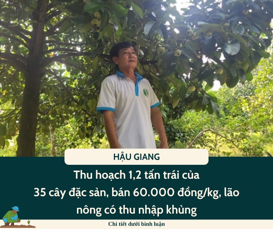 Thu hoạch 1,2 tấn trái của 35 cây đặc sản, bán 60.000 đồng/kg, lão nông Hậu Giang có thu nhập khủng