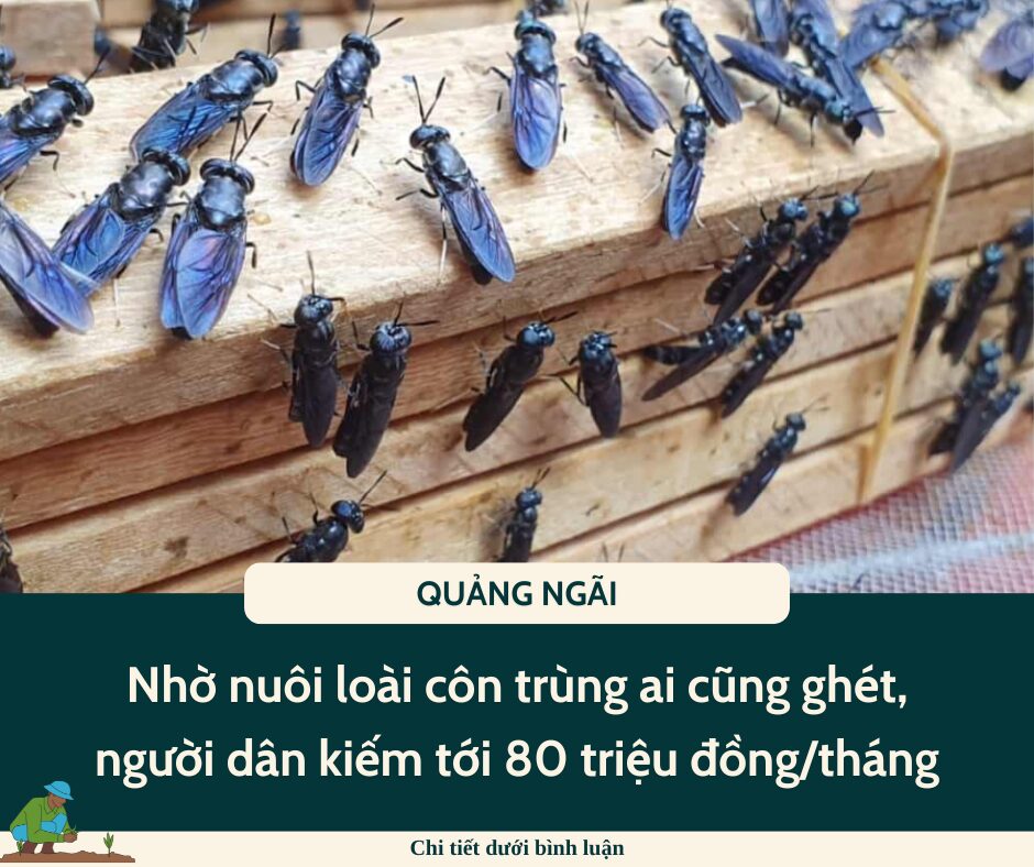 Nhờ nuôi loài côn trùng ai cũng ghét, người dân kiếm tới 80 triệu đồng/tháng