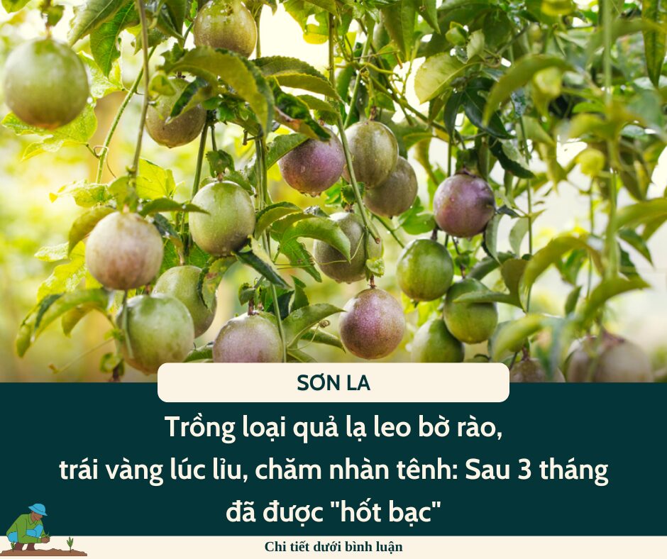 Trồng loại quả lạ leo bờ rào, trái vàng lúc lỉu, chăm nhàn tênh: Sau 3 tháng đã được “hốt bạc”