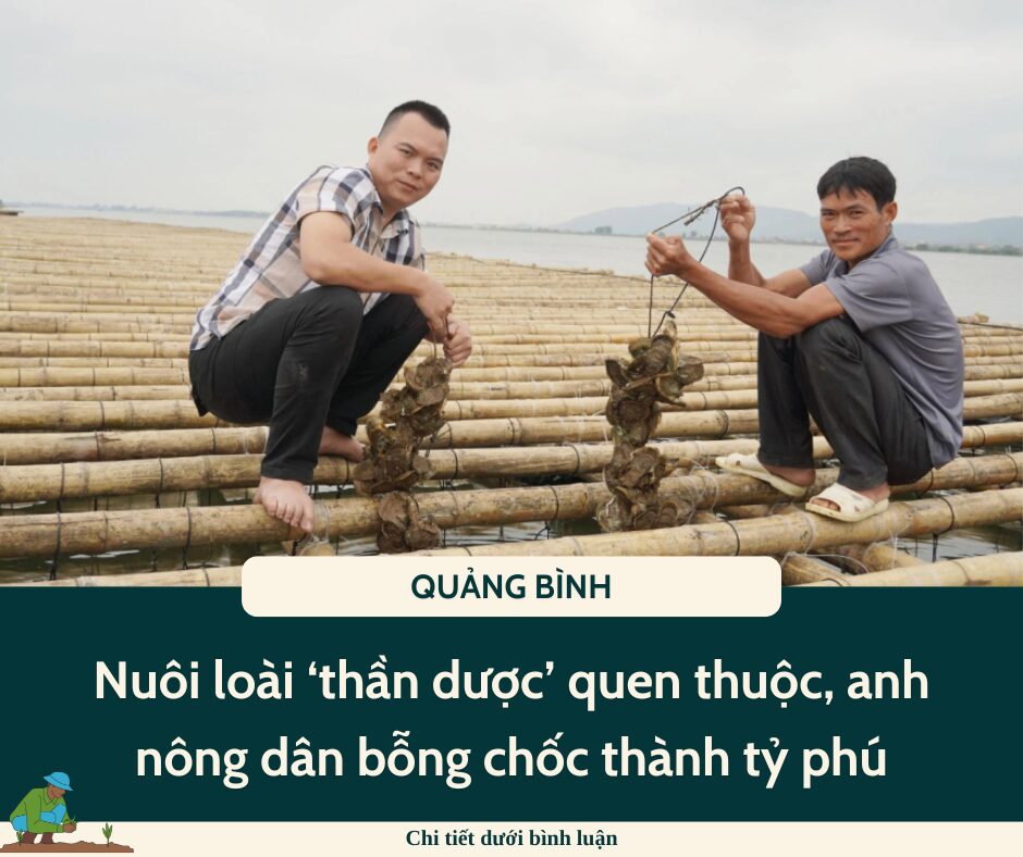 Nuôi loài ‘thần dược’ quen thuộc, anh nông dân bỗng chốc thành tỷ phú