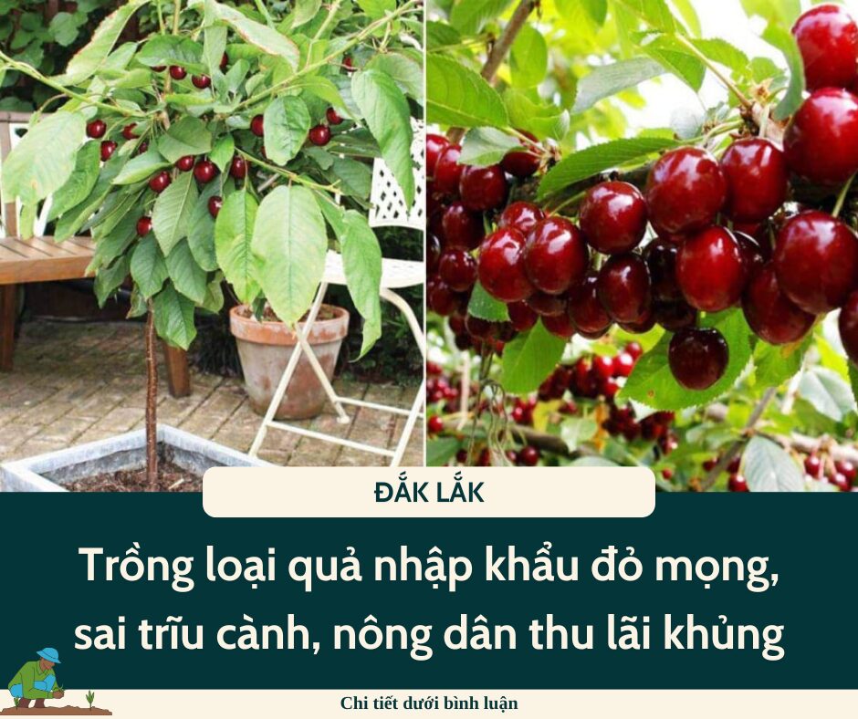 Nghề lạ ở Việt Nam: Trồng loại quả nhập khẩu đỏ mọng, sai trĩu cành, nông dân thu lãi khủng