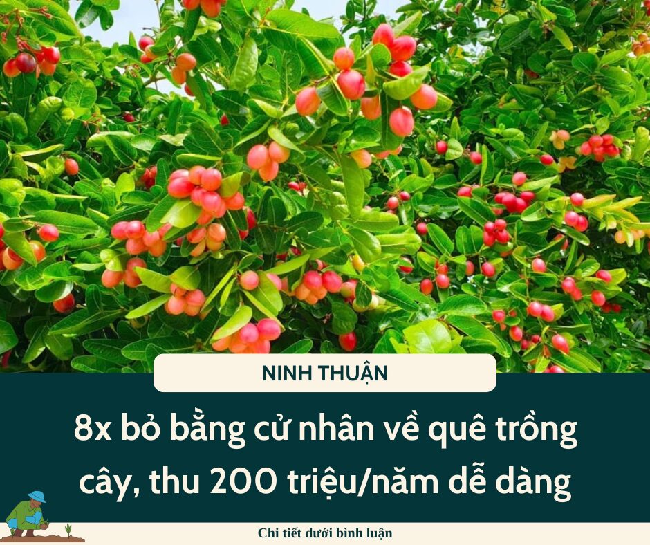 Nghề lạ ở Việt Nam: 8x bỏ bằng cử nhân về quê trồng cây, thu 200 triệu/năm dễ dàng