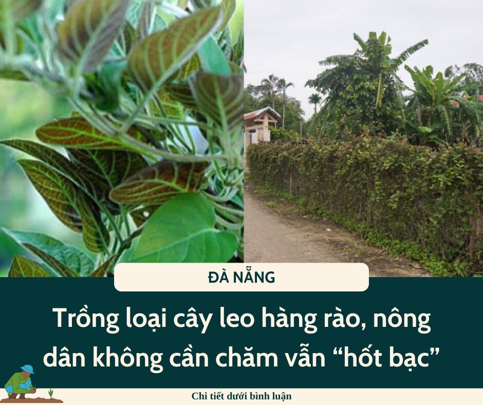 Nghề lạ ở Việt Nam: Trồng loại cây leo hàng rào, nông dân không cần chăm vẫn “hốt bạc”